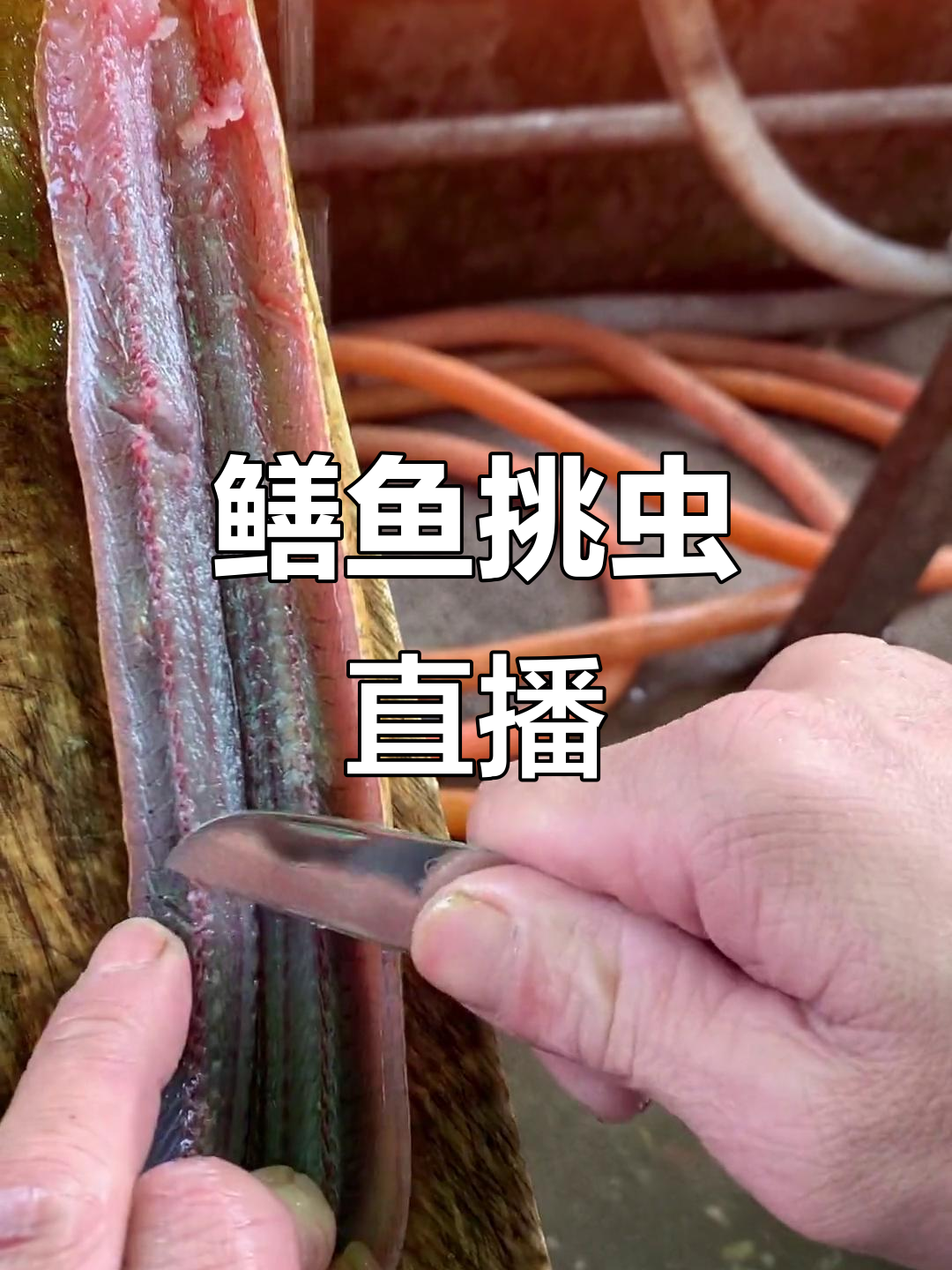天气影响户外活动,明天直播鳝鱼剔骨与寄生虫挑战!