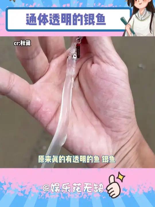 银鱼的营养价值极高