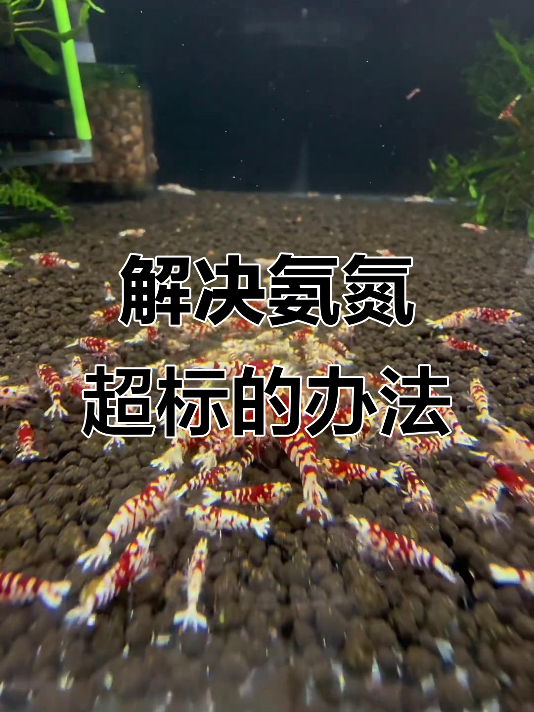 氨氮超标如何解决?水晶虾养殖中的关键问题