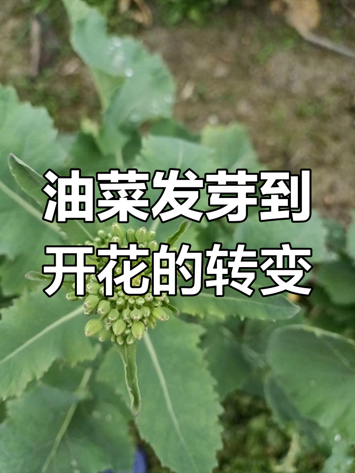 油菜开花前的奇妙变化,植物发芽发绿全过程