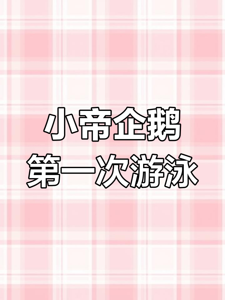 小帝企鹅首次尝试下水,竟被阿德利企鹅推入海中