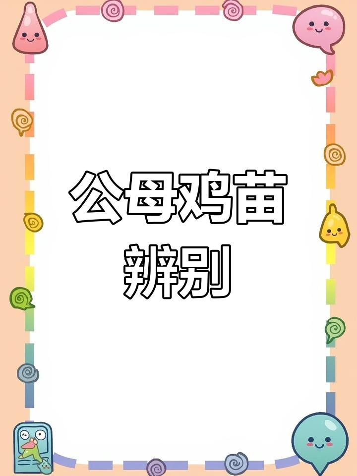 鸡苗公母鉴别技巧