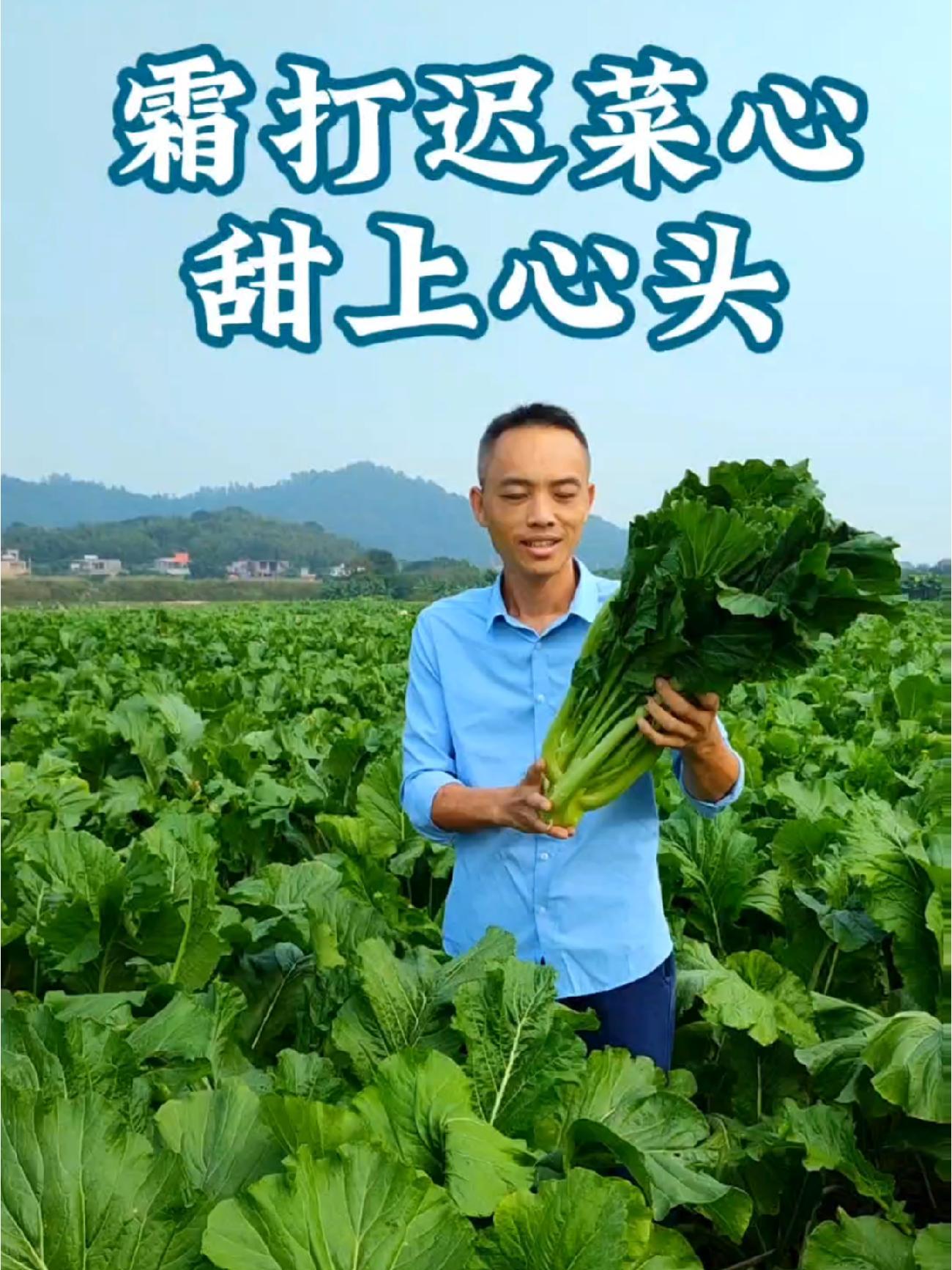 增城迟菜心,广东名菜。霜打过后更清甜 基地源头直供 优质农产品 我为家乡农产品代言 迟菜心