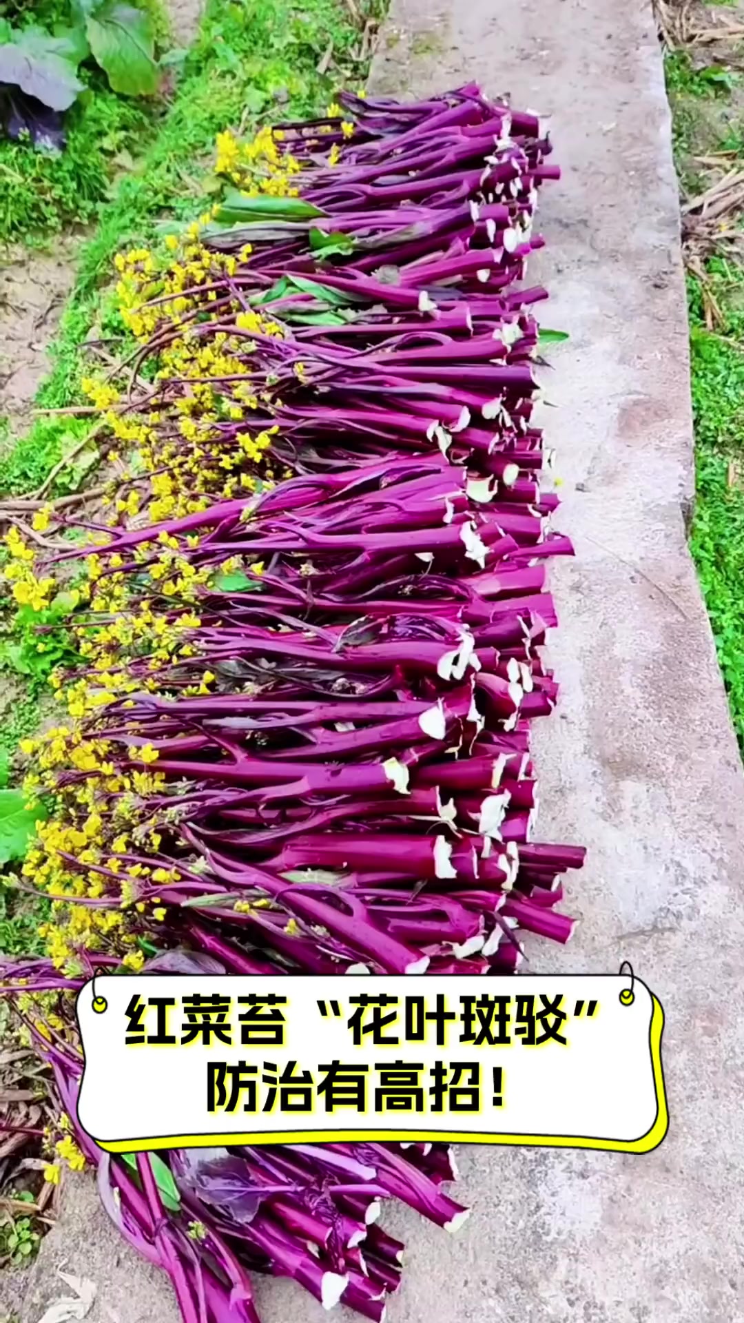 红菜苔“花叶斑驳”,防治有高招!