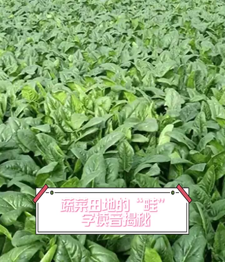 蔬菜田地的“畦”字读音揭秘