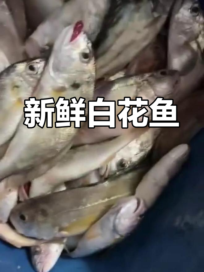 白花鱼:营养丰富,鲜美细腻的辅食选择