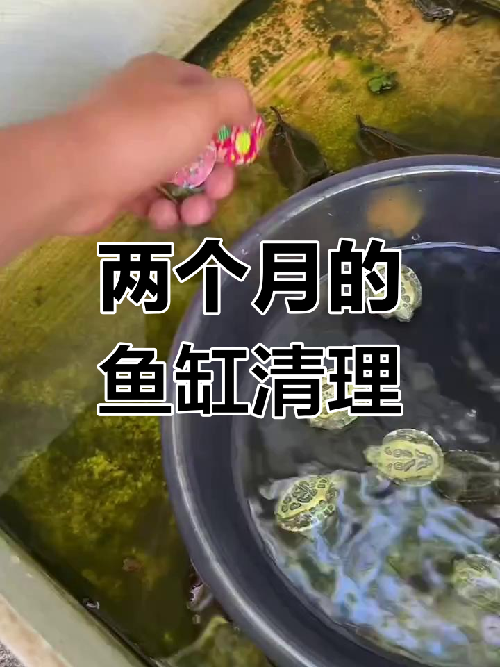两个月没换水的鱼缸,卡通乌龟和红鲫鱼的奇妙生活