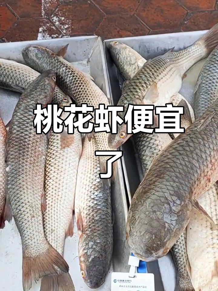 桃花虾和梭鱼双降价,新鲜又实惠!