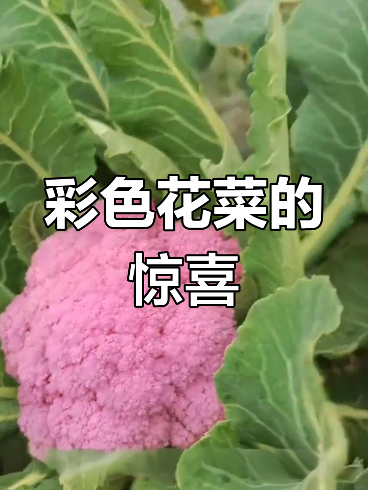 花菜有各种颜色,水红色超惊艳!纯天然无农药,健康又美味