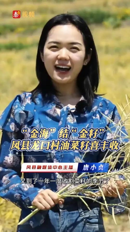 凤县：“金海”结“金籽” 龙口村油菜籽喜丰收