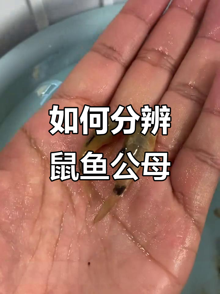 鼠鱼公母辨别技巧,从小细节看性别差异