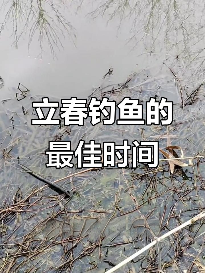 春季钓鲫鱼最佳时机,早晚阴天夜钓都能丰收