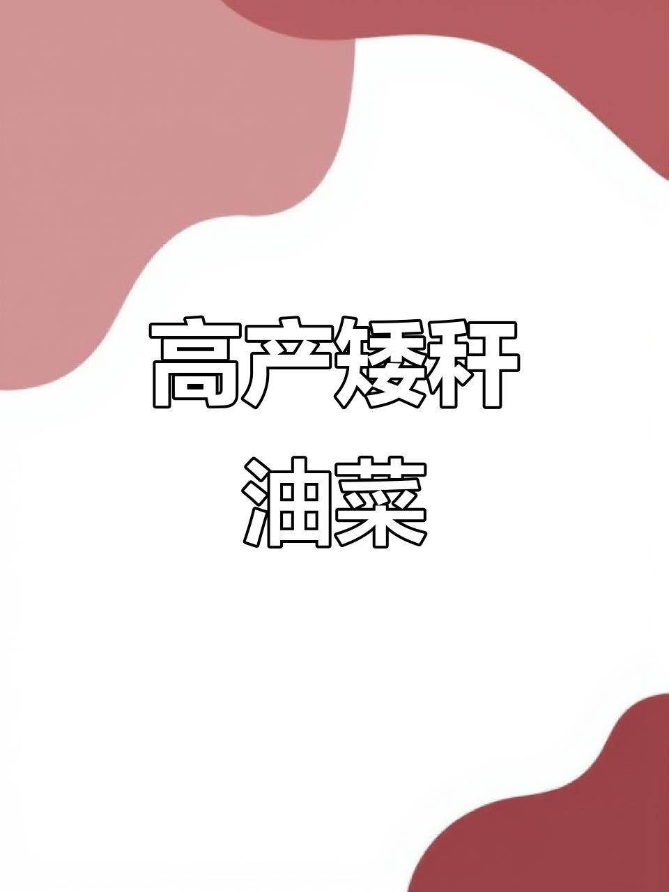 矮杆油菜,高产量、抗病耐寒,一亩两袋直播种植