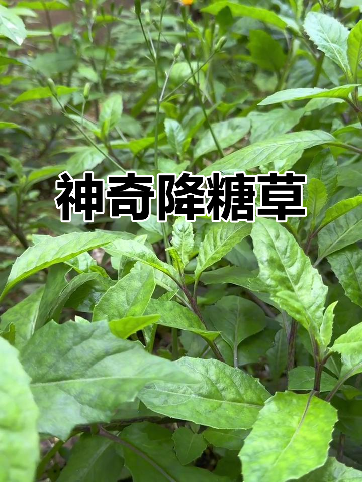 降糖草：一种神奇的富贵菜，抑制血糖吸收效果惊人