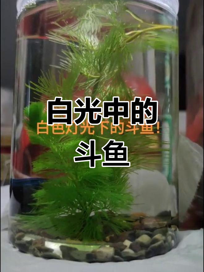 白色灯光下的斗鱼,美丽又神秘