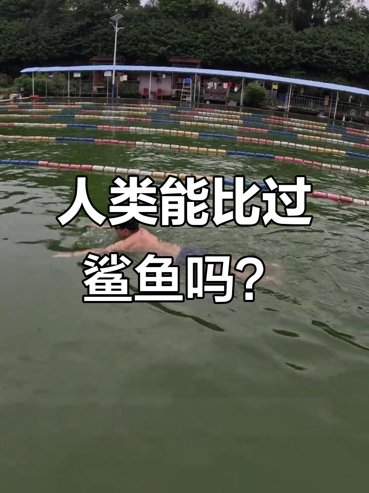 游泳冠军挑战鲨鱼速度,差距让人惊讶