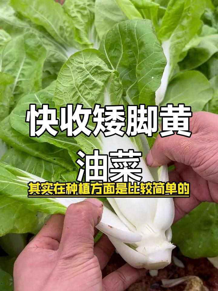 矮脚黄奶油白菜,阳台种植轻松上手,快速收获美味蔬菜