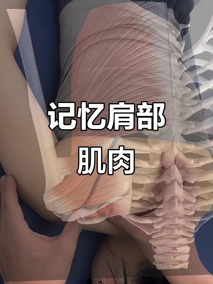 快速掌握肌肉位置，轻松记住肩胛骨周边肌群