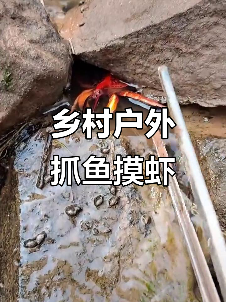 抓虾捕蟹大作战,意外发现变异龙虾和皮皮虾