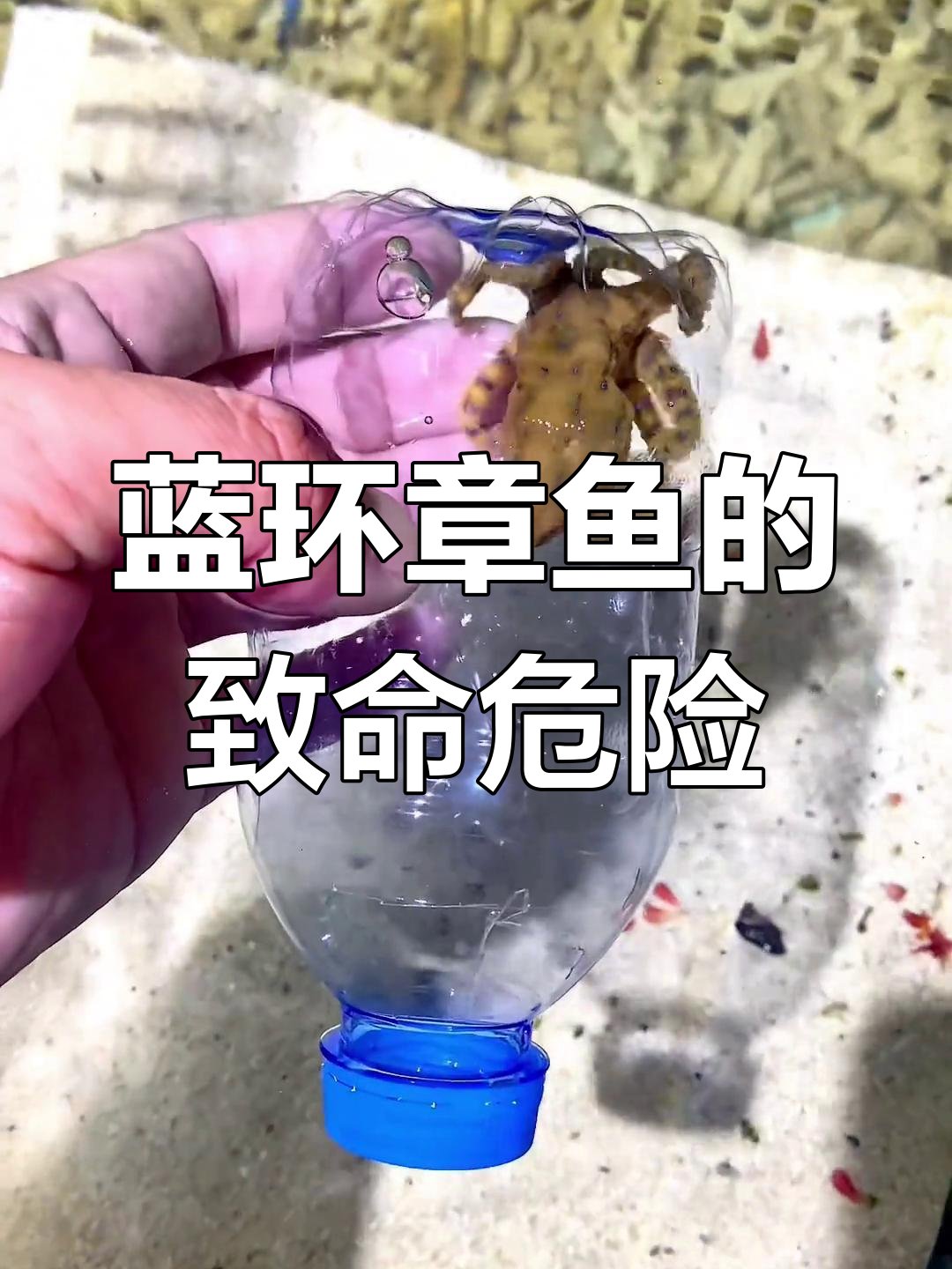 蓝环章鱼:被咬一口就可能致命,了解它的毒性与应对方法