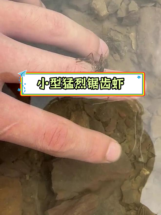 海滩上的小虾米,竟是巨齿长臂虾