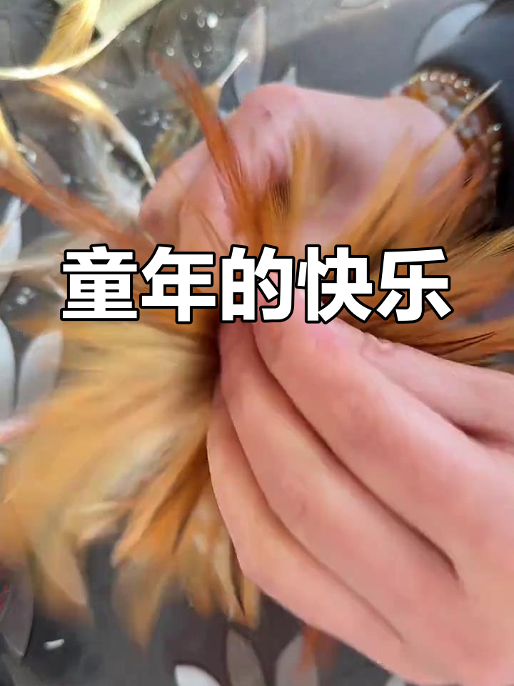 童年时光,鸡毛毽子伴我们成长,简单却充满乐趣