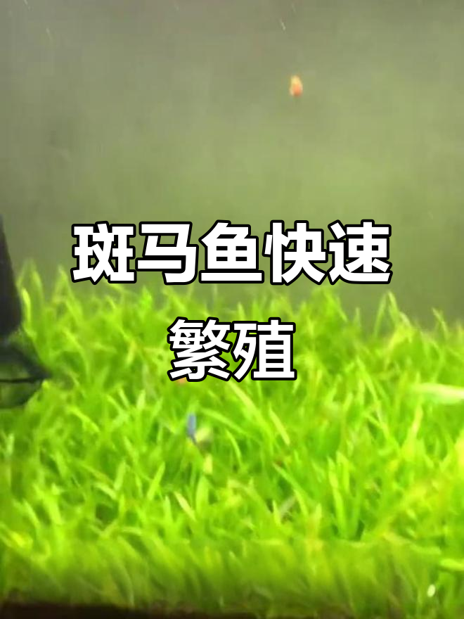 斑马鱼产卵大丰收,母鱼十天又生新一窝
