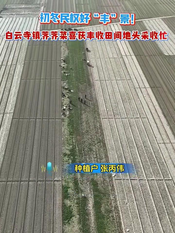 初冬民权好“丰”景!白云寺镇荠荠菜喜获丰收田间地头采收忙