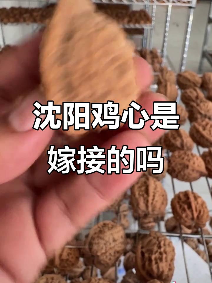 沈阳鸡心核桃是嫁接的吗?揭秘百年元树与现代技术