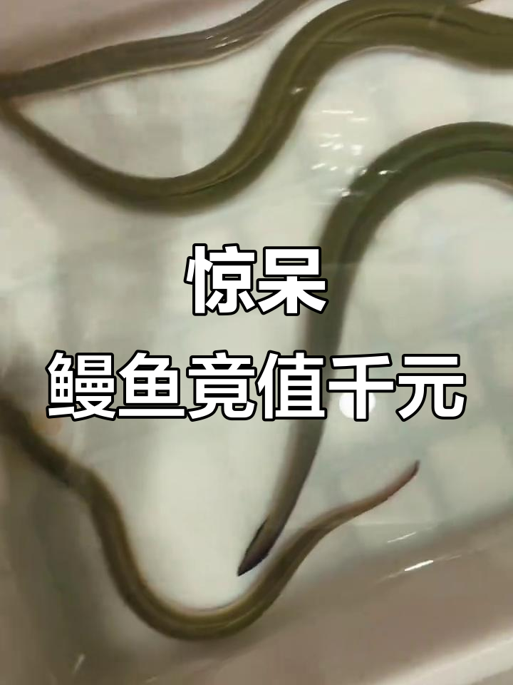 浙江钱塘江野生鳗鱼,竟然能卖千元一斤!