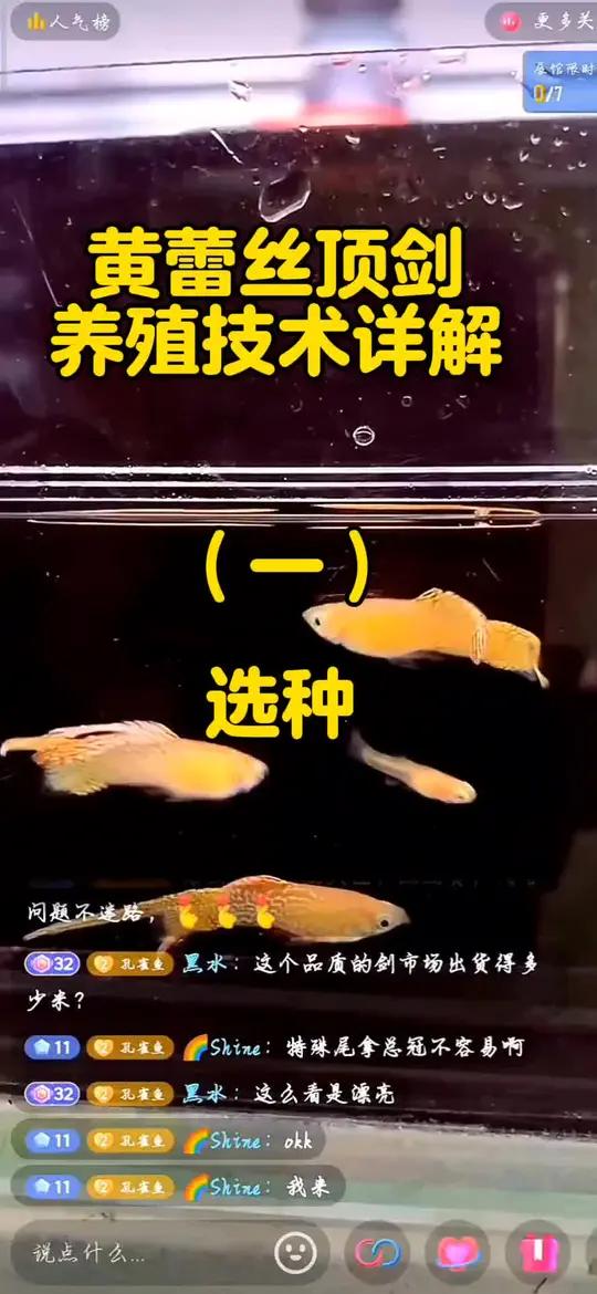 「孔雀鱼」全网最详细的黄蕾丝顶剑养殖技术详解(一)