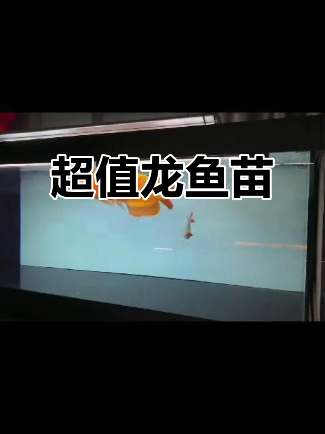 练手龙鱼苗超便宜,小金龙与红龙任你选
