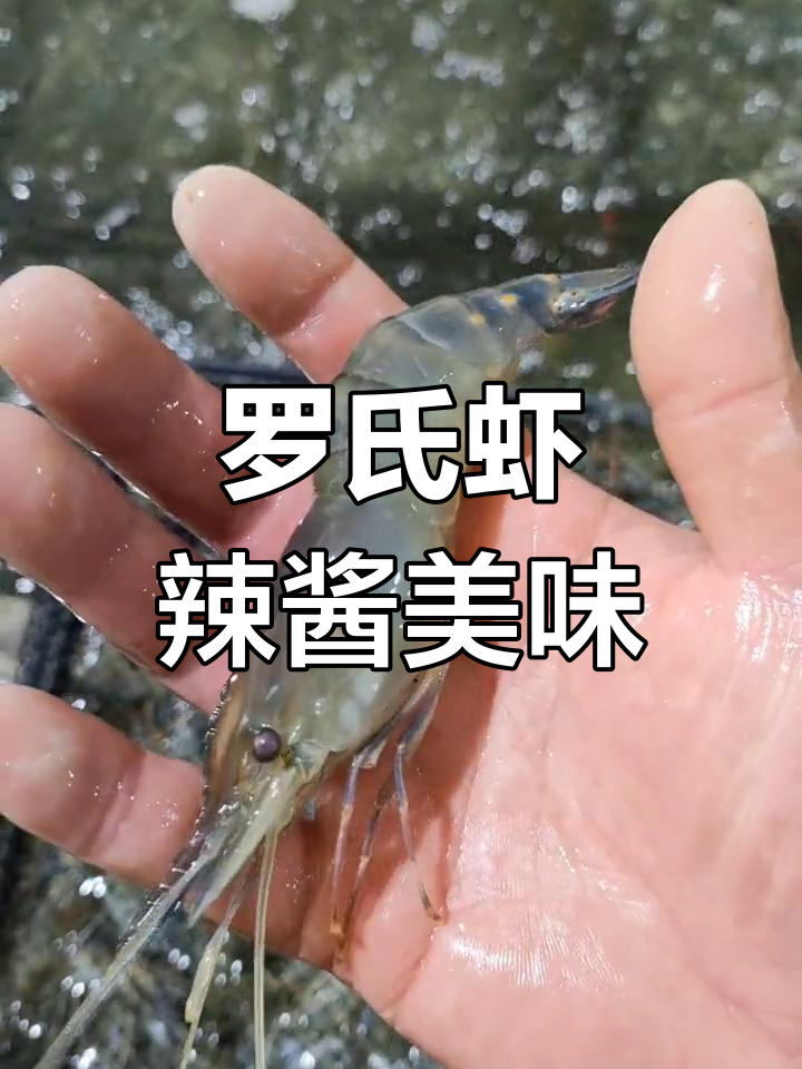 泰国大头虾,鲜美肉质不容错过