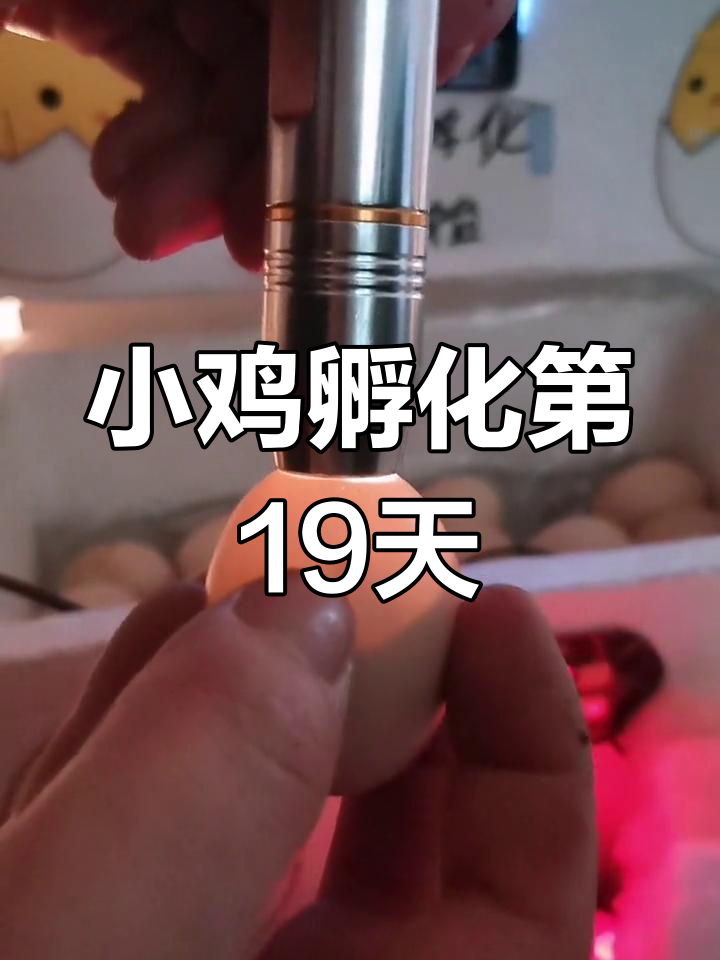 小鸡孵化19天,开始啄壳准备出壳