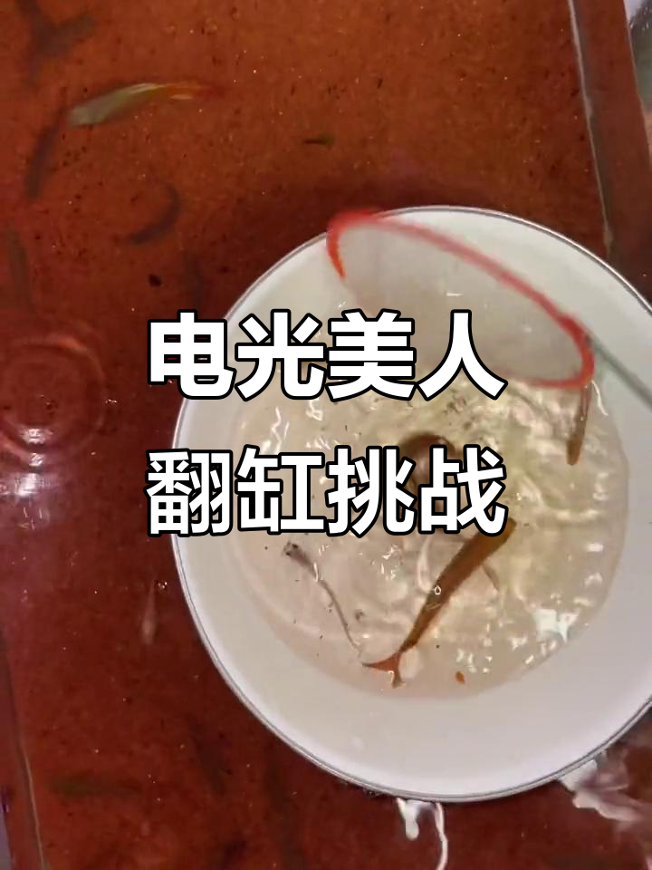 翻缸大作战:电光美人与大沟的精彩对决