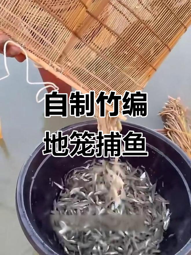 孟加拉渔民的自制捕鱼神器,竹子编织的地笼轻松捕获小鱼