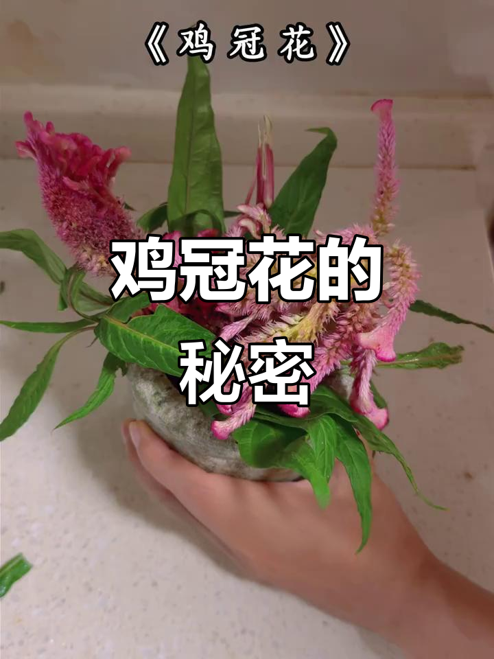 鸡冠花,农村常见却鲜为人知的药用植物