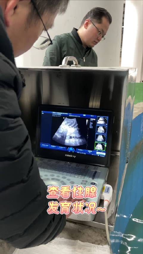 「涨知识!科研人员给中华鲟做B超」听说过给人做B超,你见过给鱼做B超吗?走进三峡集团长江珍