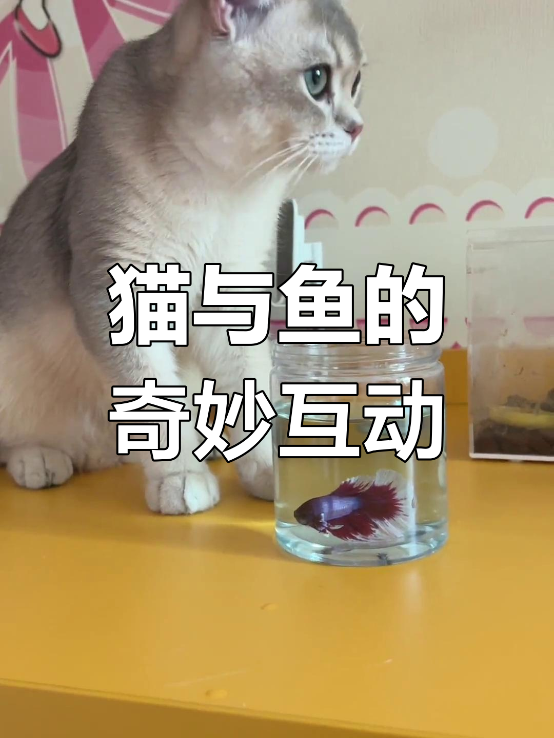 猫咪和斗鱼首次见面,会发生什么有趣的事情?
