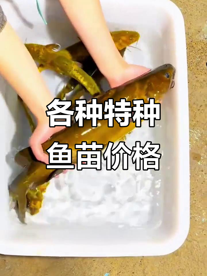 特种鱼苗大揭秘：从鸭嘴到黄金鲫，价格差异惊人