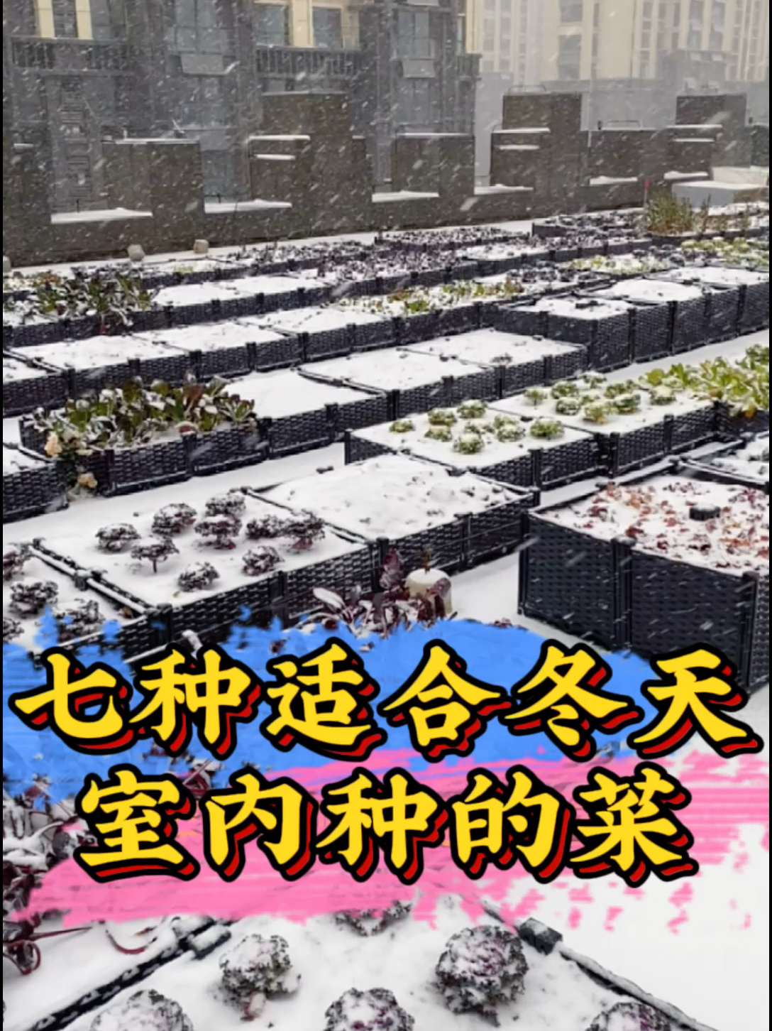 七种适合冬天室内种的菜