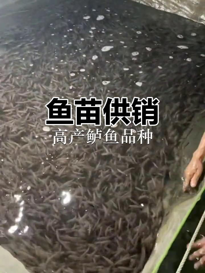 东莞、中山鱼苗场,惠州放生,供应各类鱼类