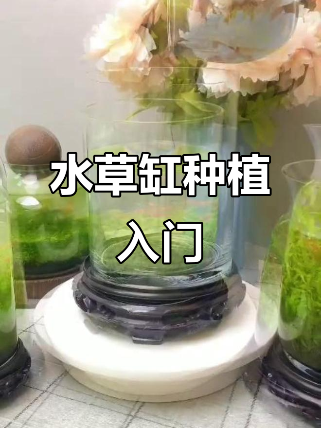 小巧水草缸造景教程,轻松打造生态小天地