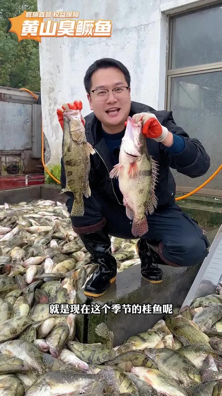 什么时候的鳜鱼最好吃?正宗黄山臭鳜鱼,闻着臭吃着香,饭店一条臭鳜鱼的价格,我给你们发三条
