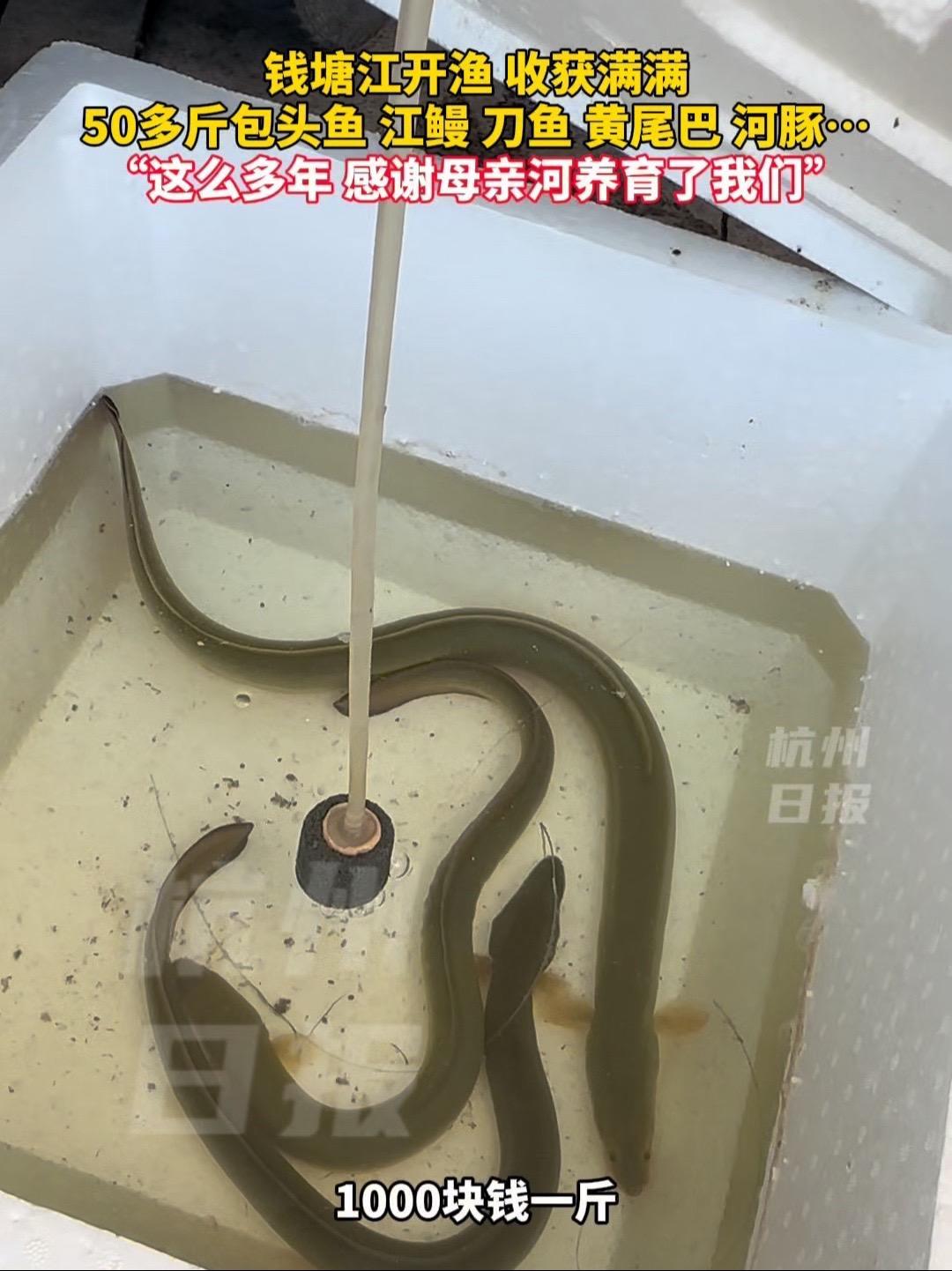钱塘江开渔，收获满满：50多斤包头鱼 江鳗 刀鱼 黄尾巴 河豚……杭州