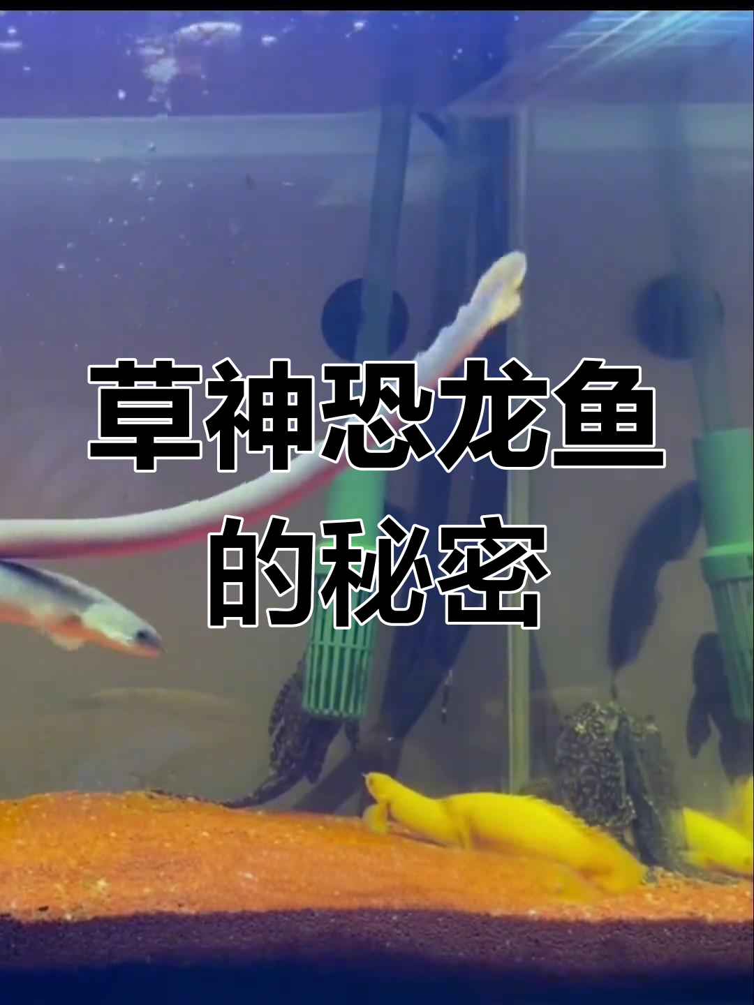 草绳恐龙鱼:活化石般的神秘鱼类,温顺又强健