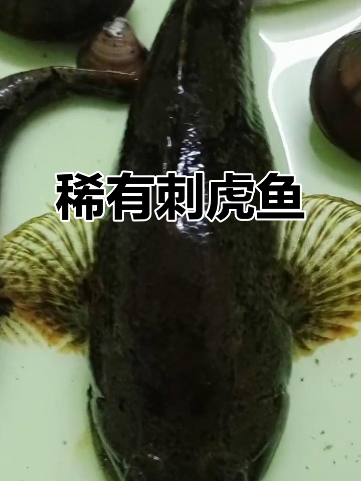 刺虎鱼,罕见美味,捕到一条价值百元!