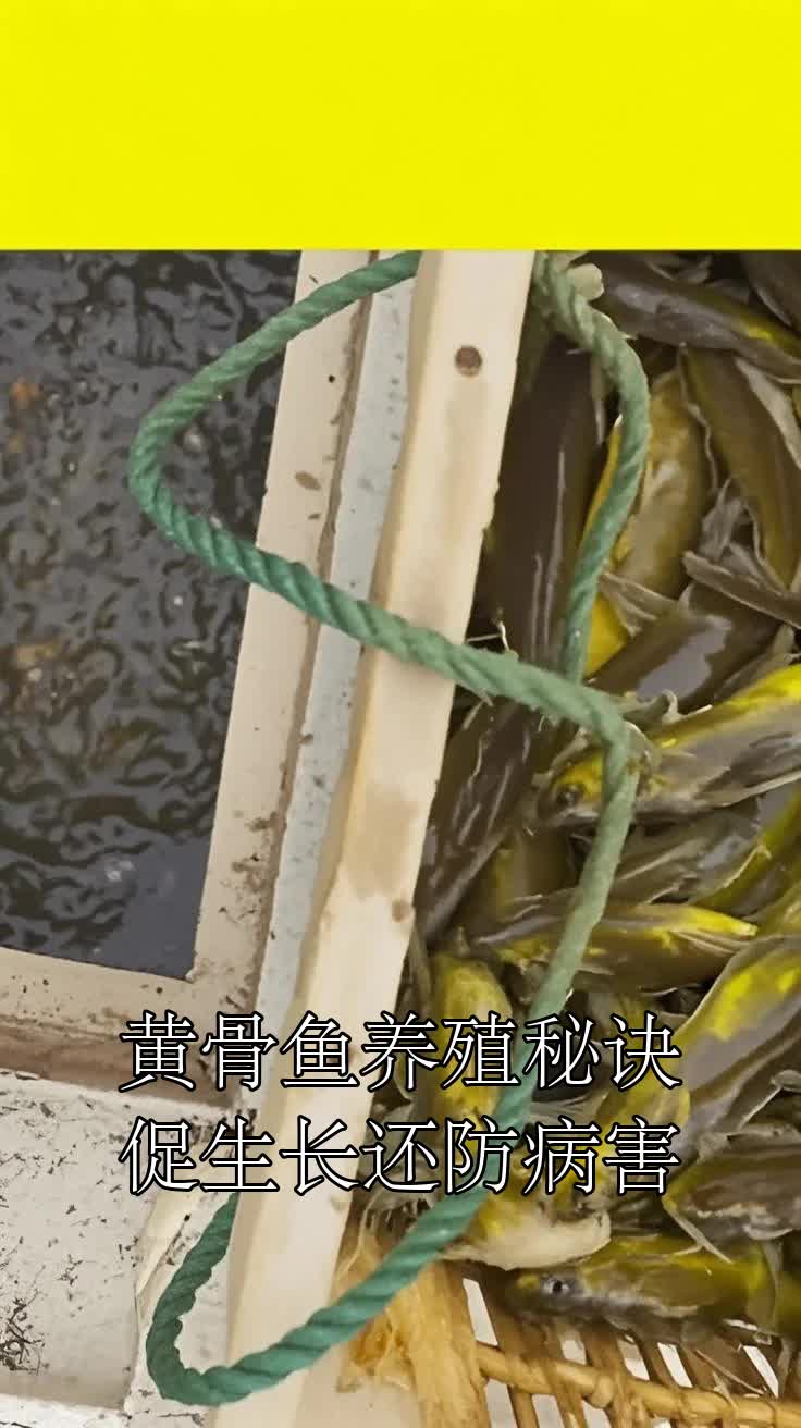黄骨鱼养殖秘诀促生长还防病害