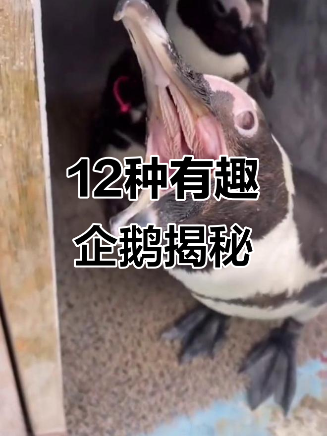 带你认识12种可爱企鹅,南极北极都有!