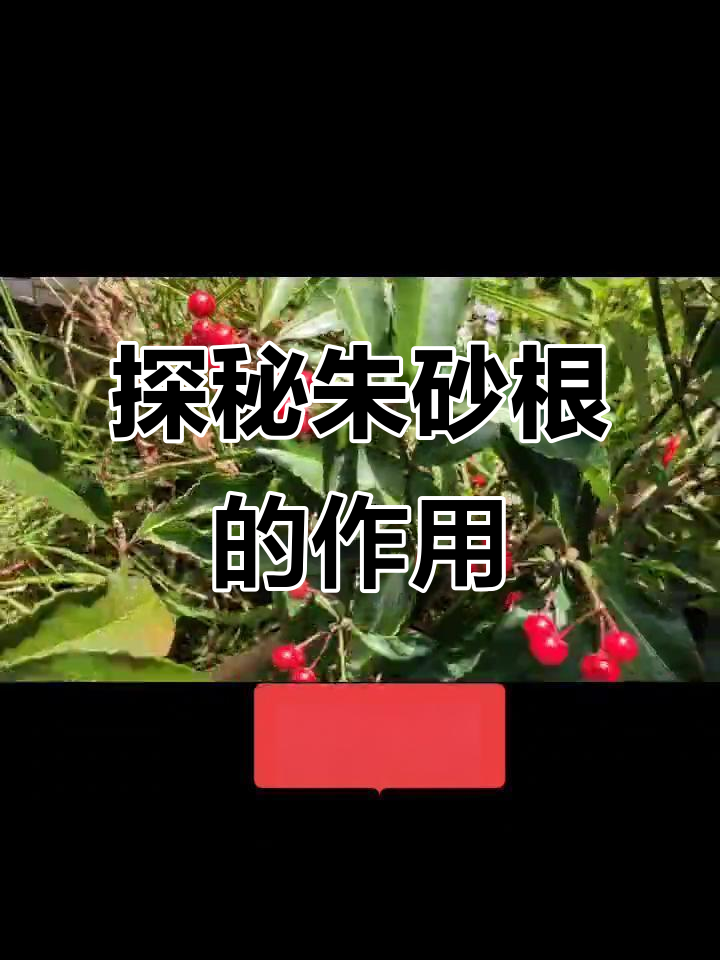 朱砂根的秘密:为何得名,功效与作用全解析